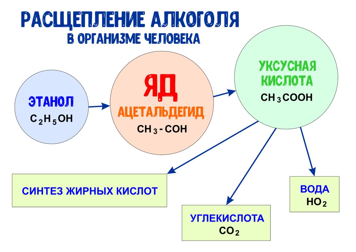 Алкогольные реакции. Расщепление этанола в организме человека. Процесс распада этилового спирта в организме человека. На что расщепляется алкоголь в организме.